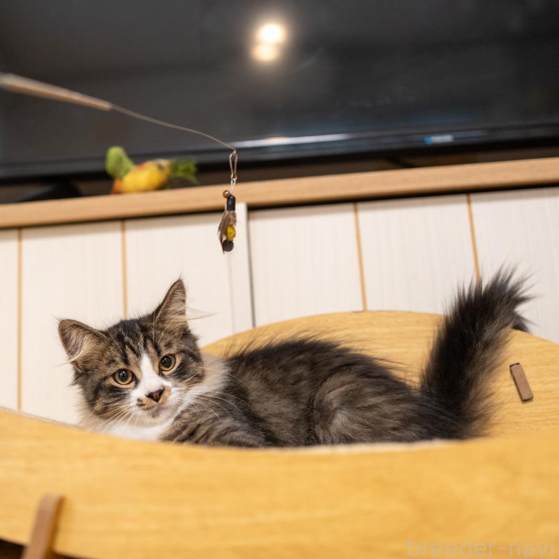 成約済の大阪府のサイベリアン-129558の4枚目