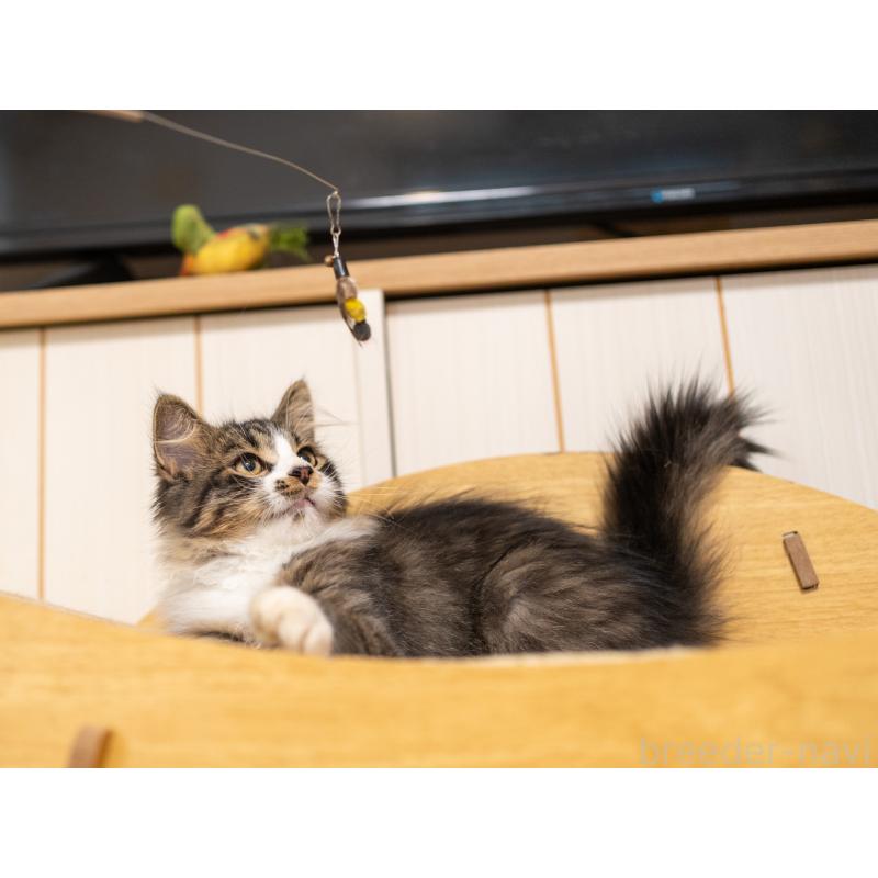 成約済の大阪府のサイベリアン-129558の3枚目