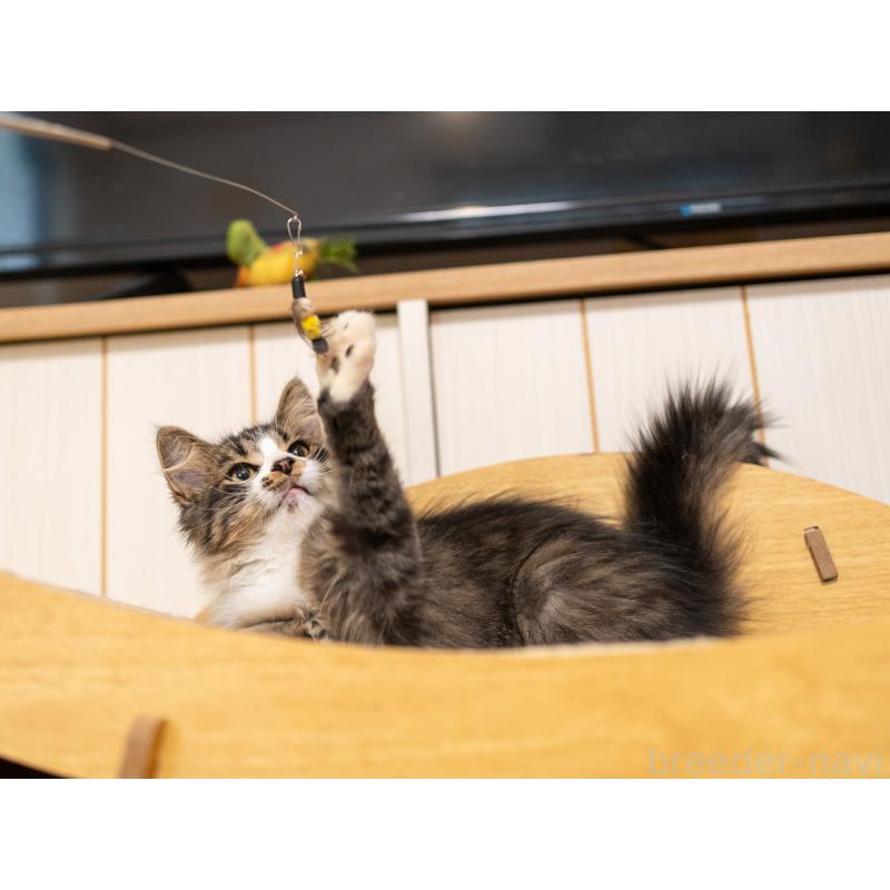 成約済の大阪府のサイベリアン-129558の2枚目