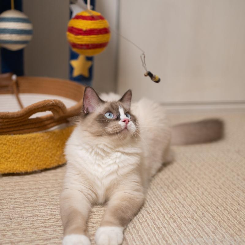 販売中の大阪府のラグドール-126772の9枚目