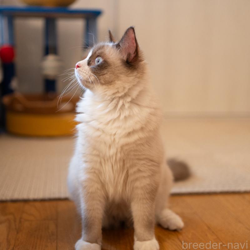 販売中の大阪府のラグドール-126772の8枚目