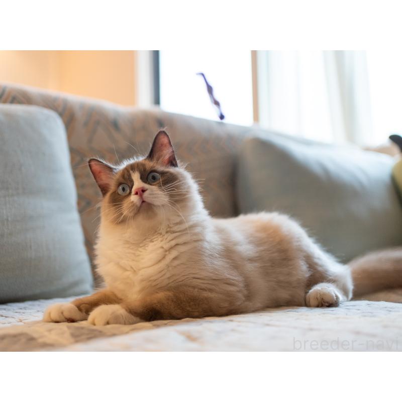 販売中の大阪府のラグドール-126772の7枚目