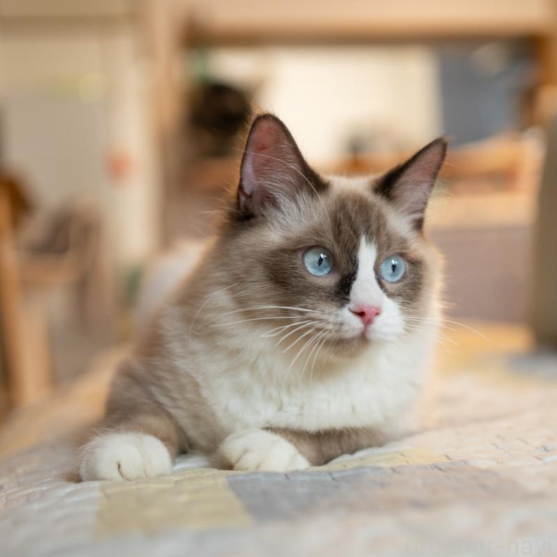 販売中の大阪府のラグドール-126772の6枚目