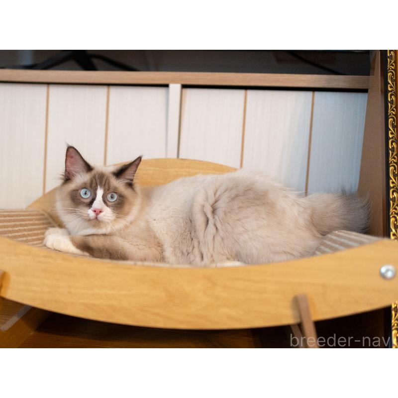 販売中の大阪府のラグドール-126772の5枚目