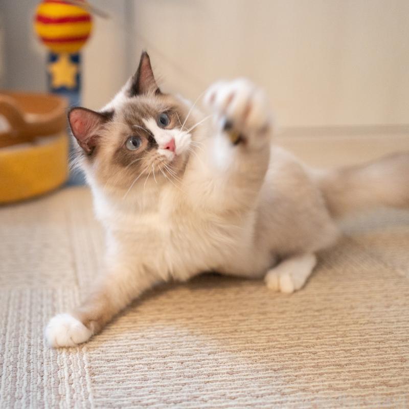 販売中の大阪府のラグドール-126772の4枚目