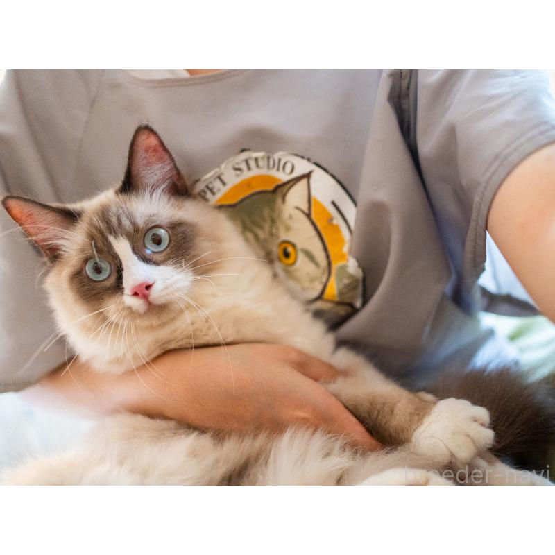 販売中の大阪府のラグドール-126772の3枚目