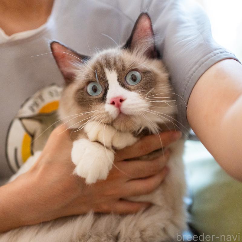 販売中の大阪府のラグドール-126772の2枚目