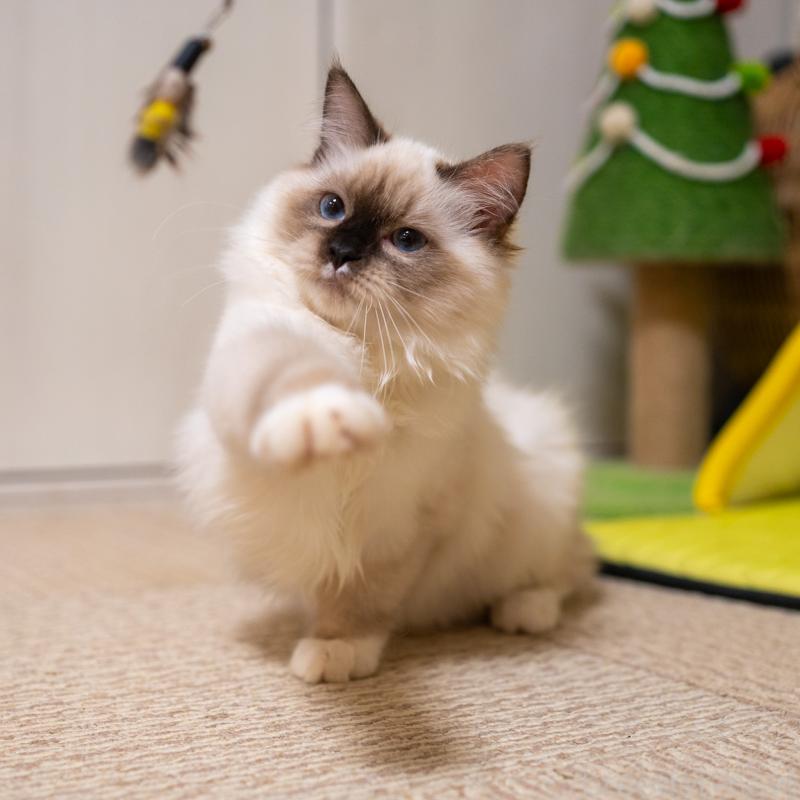 商談中の大阪府のサイベリアン-127478の9枚目