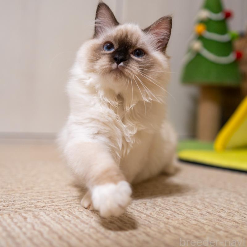 商談中の大阪府のサイベリアン-127478の6枚目