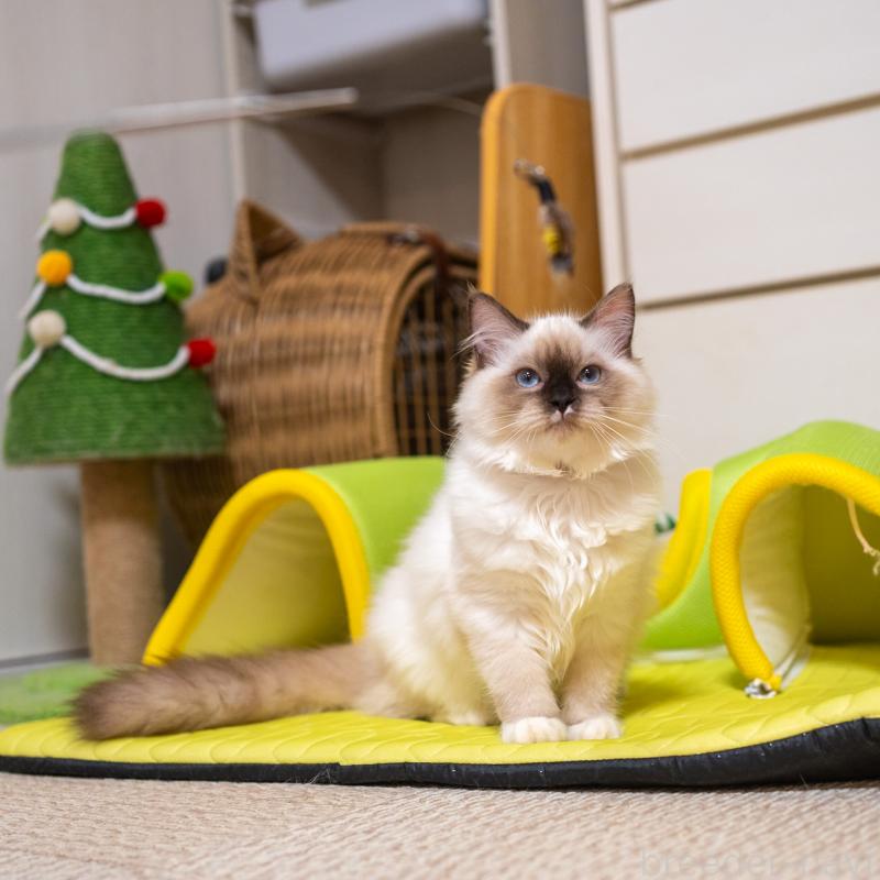 商談中の大阪府のサイベリアン-127478の5枚目