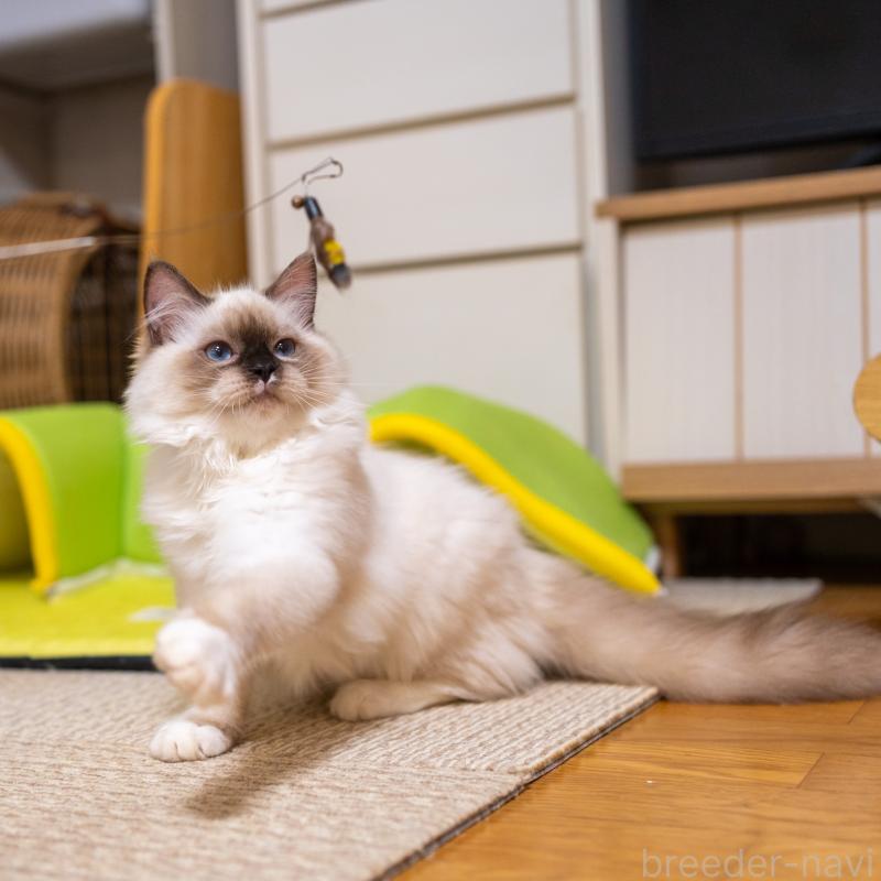 商談中の大阪府のサイベリアン-127478の4枚目