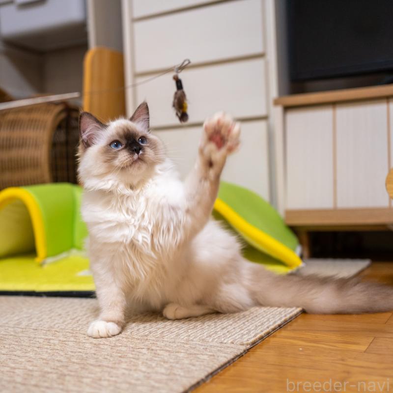 商談中の大阪府のサイベリアン-127478の3枚目