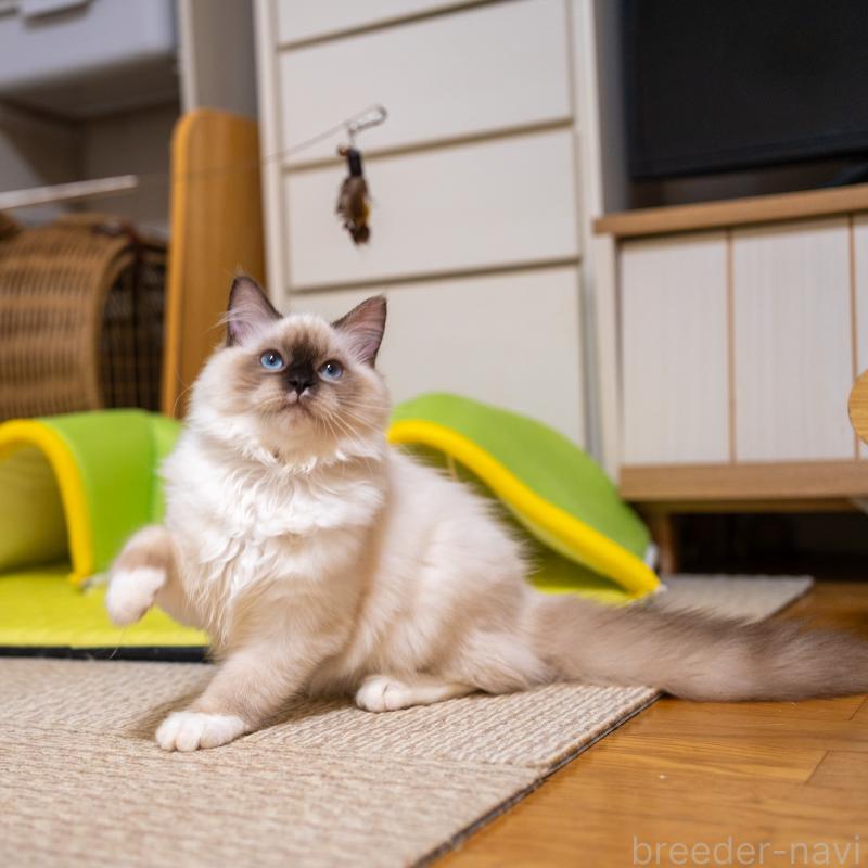 商談中の大阪府のサイベリアン-127478の2枚目