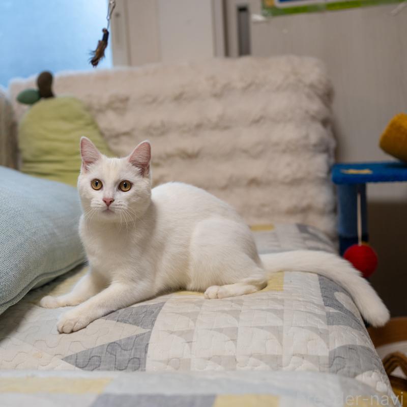 販売中の大阪府のミックス-124711の10枚目