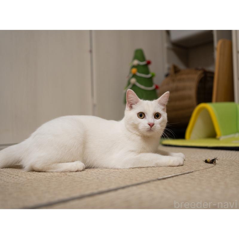 販売中の大阪府のミックス-124711の9枚目