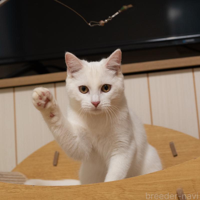 販売中の大阪府のミックス-124711の8枚目