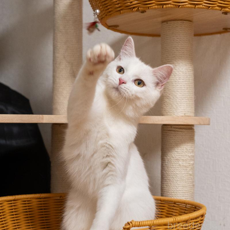 販売中の大阪府のミックス-124711の7枚目