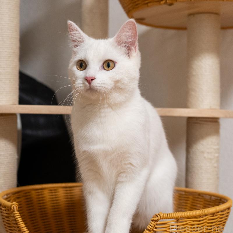 販売中の大阪府のミックス-124711の6枚目