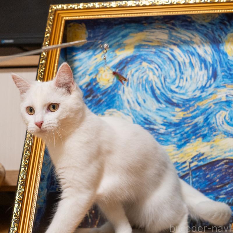 販売中の大阪府のミックス-124711の5枚目