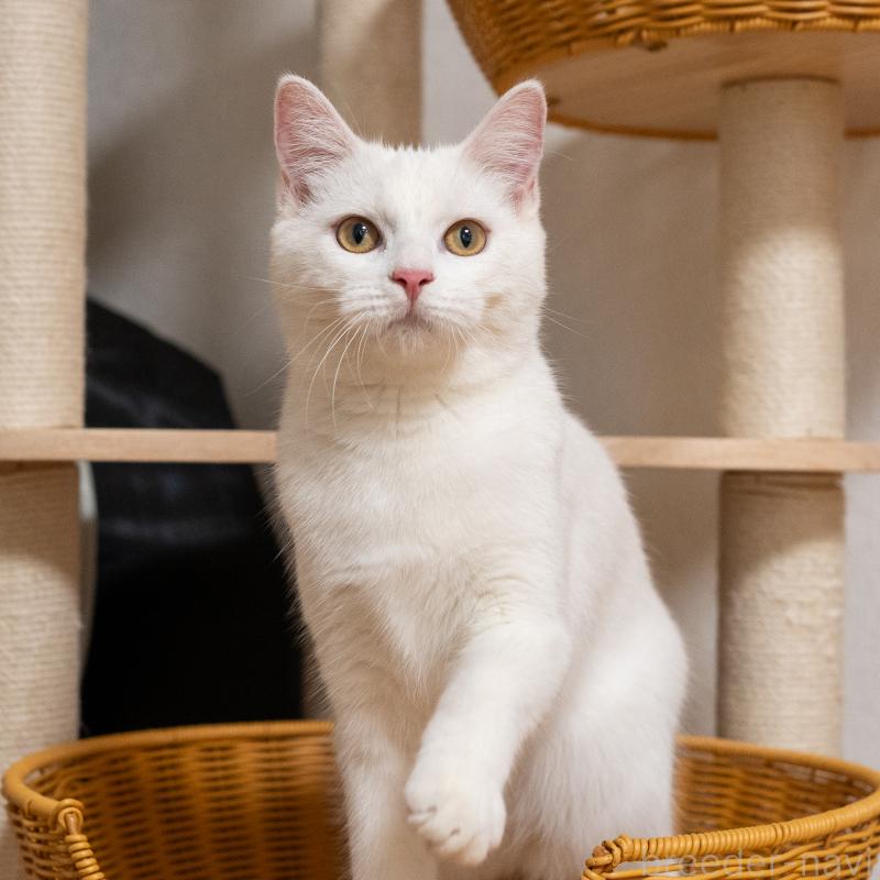 販売中の大阪府のミックス-124711の4枚目