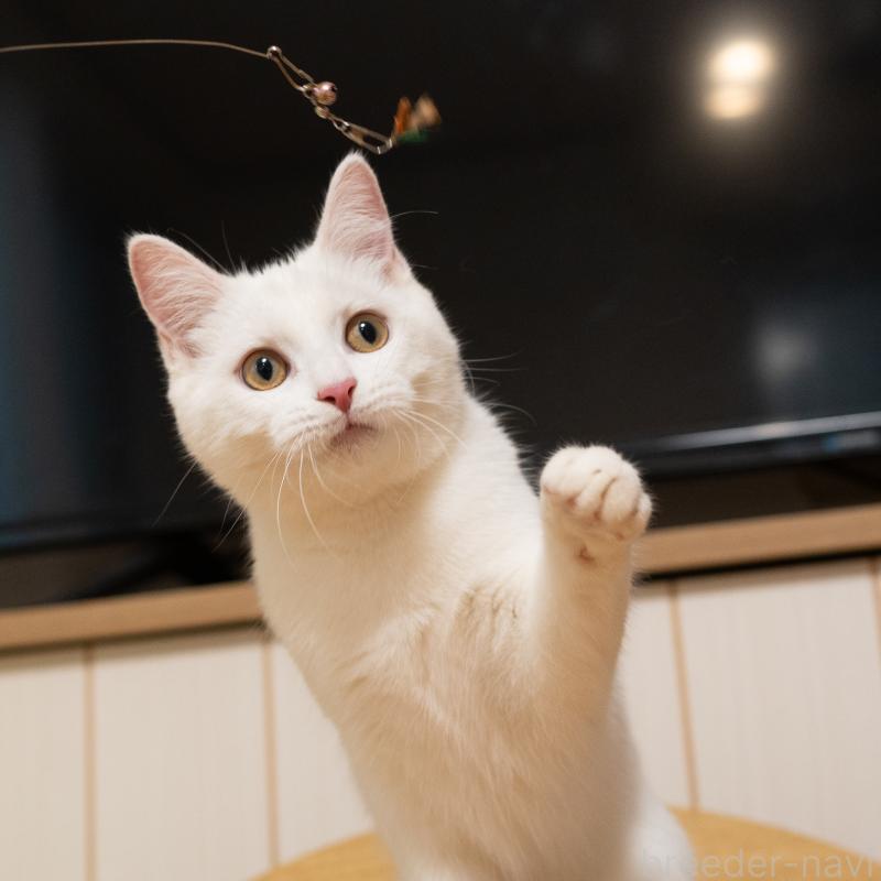 販売中の大阪府のミックス-124711の3枚目