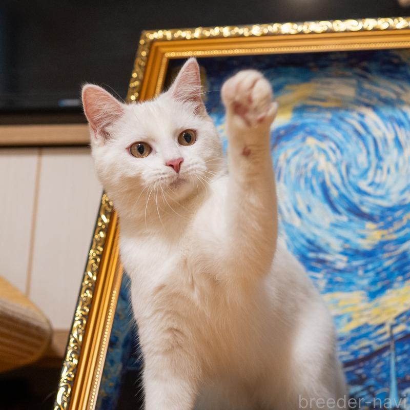 販売中の大阪府のミックス-124711の2枚目