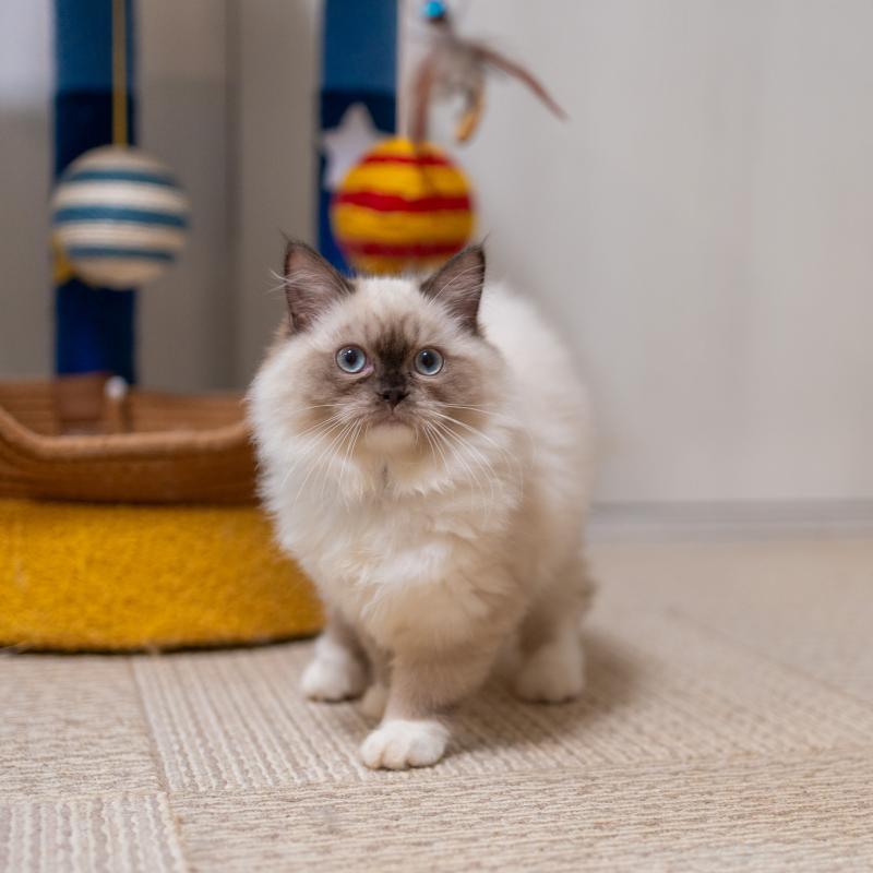 商談中の大阪府のサイベリアン-127968の10枚目