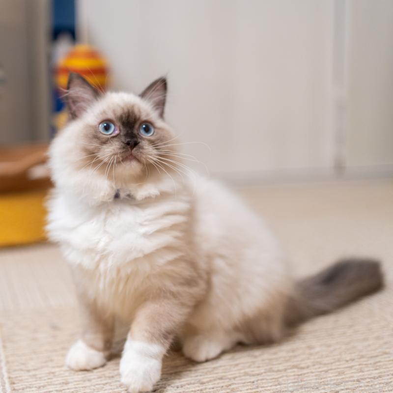 商談中の大阪府のサイベリアン-127968の9枚目