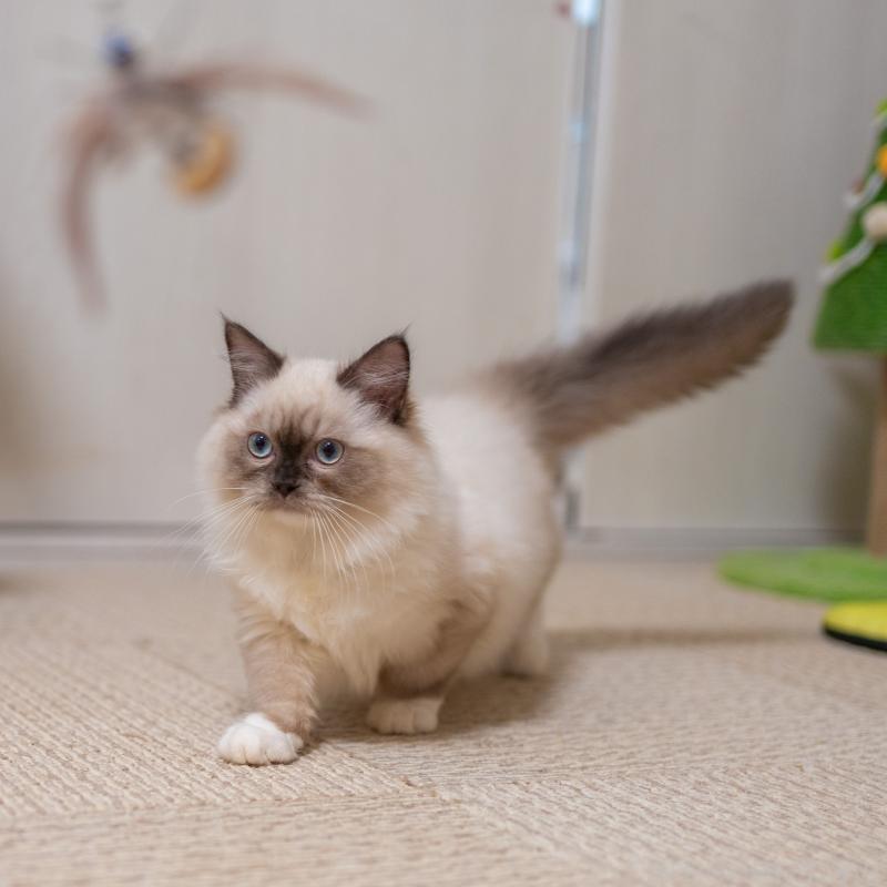 商談中の大阪府のサイベリアン-127968の8枚目