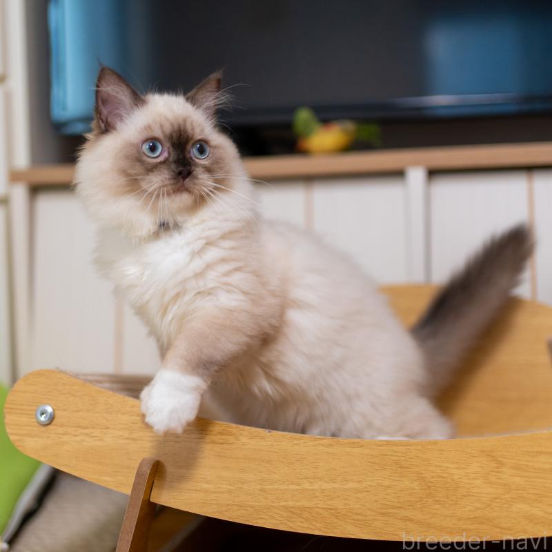 商談中の大阪府のサイベリアン-127968の7枚目