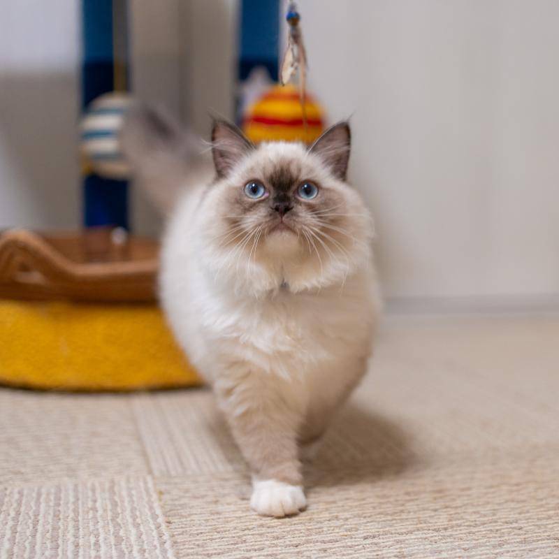 商談中の大阪府のサイベリアン-127968の6枚目