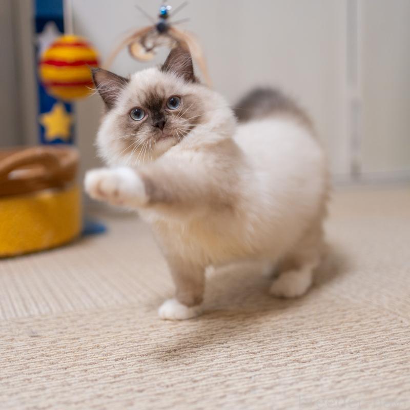 商談中の大阪府のサイベリアン-127968の5枚目