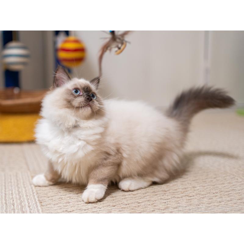 商談中の大阪府のサイベリアン-127968の4枚目