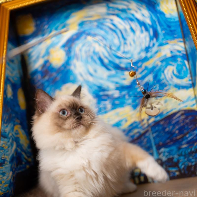 商談中の大阪府のサイベリアン-127968の3枚目