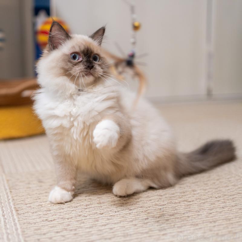 商談中の大阪府のサイベリアン-127968の2枚目