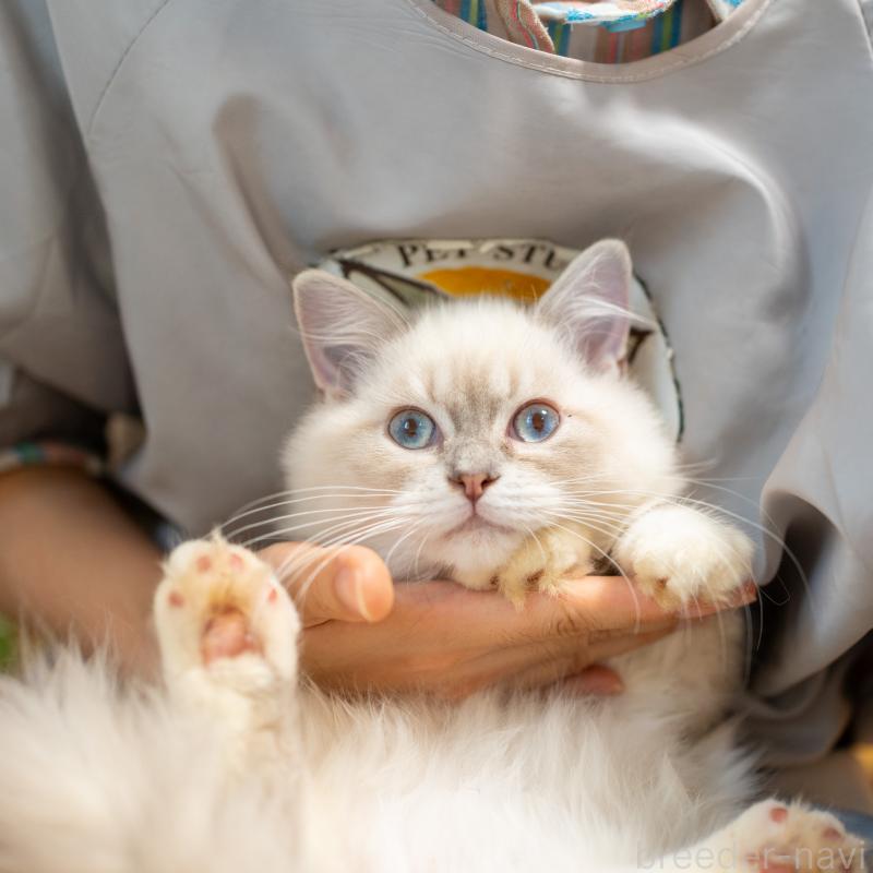 販売中の大阪府のサイベリアン-127593の10枚目