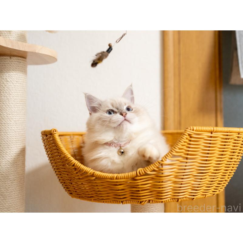 販売中の大阪府のサイベリアン-127593の9枚目