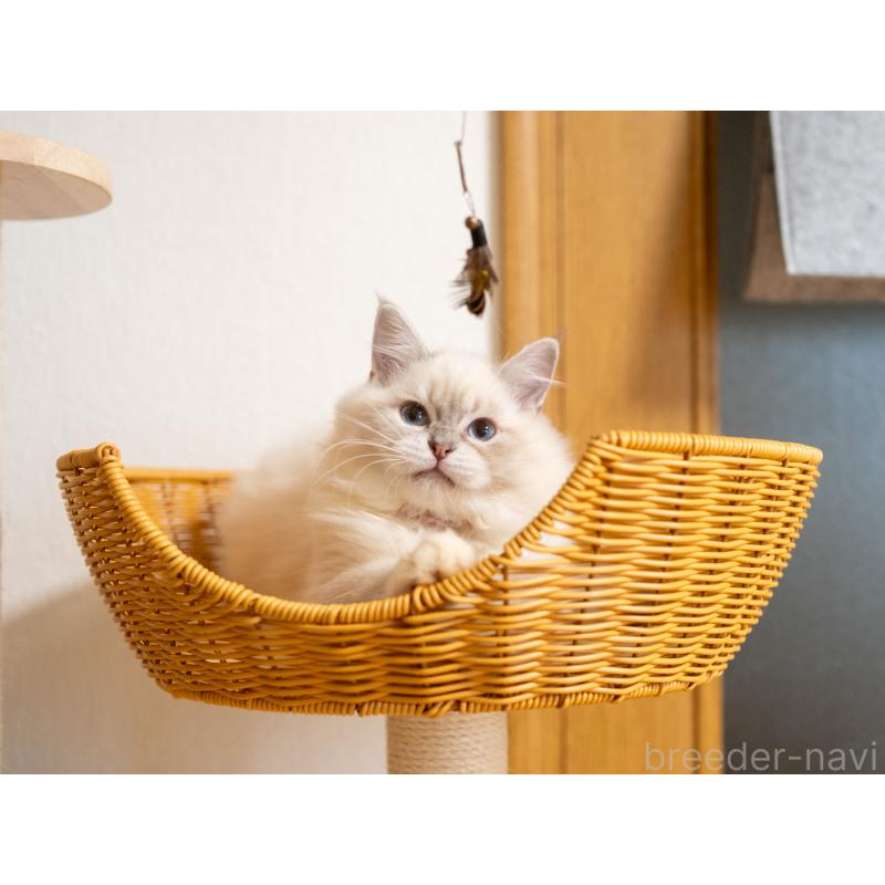 販売中の大阪府のサイベリアン-127593の8枚目