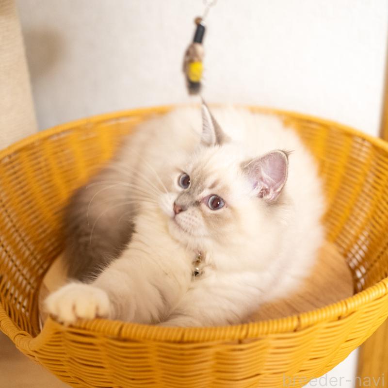 販売中の大阪府のサイベリアン-127593の6枚目