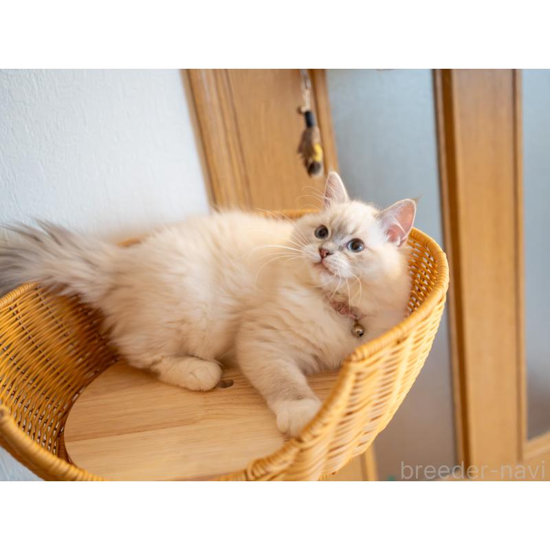 販売中の大阪府のサイベリアン-127593の4枚目