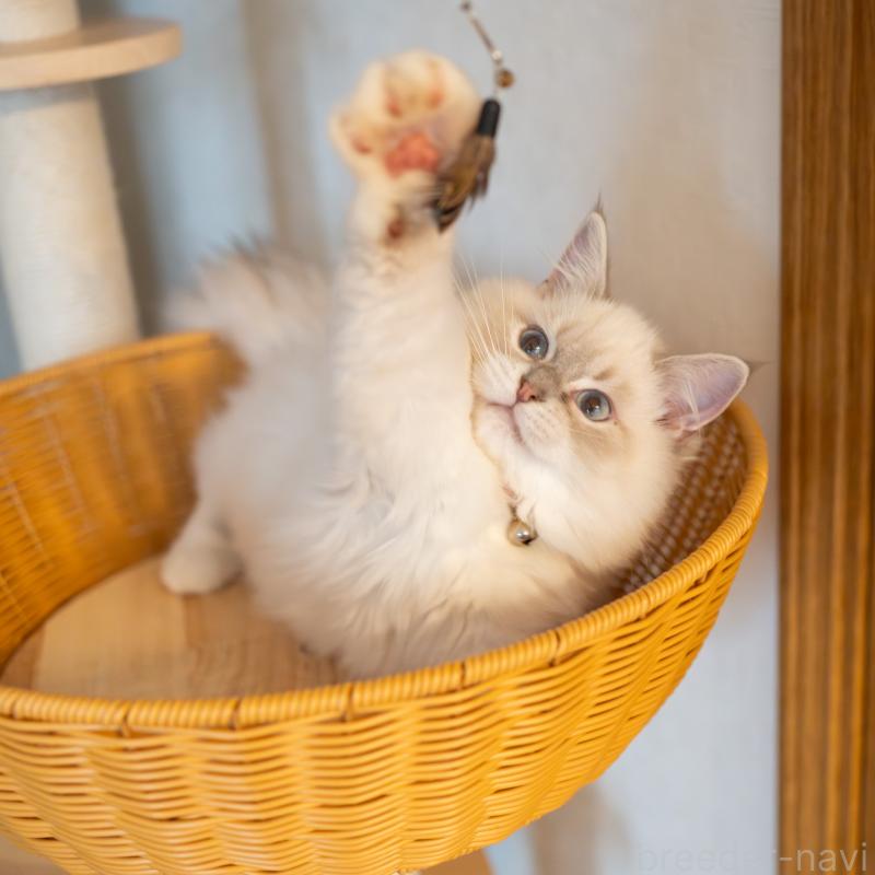 販売中の大阪府のサイベリアン-127593の3枚目