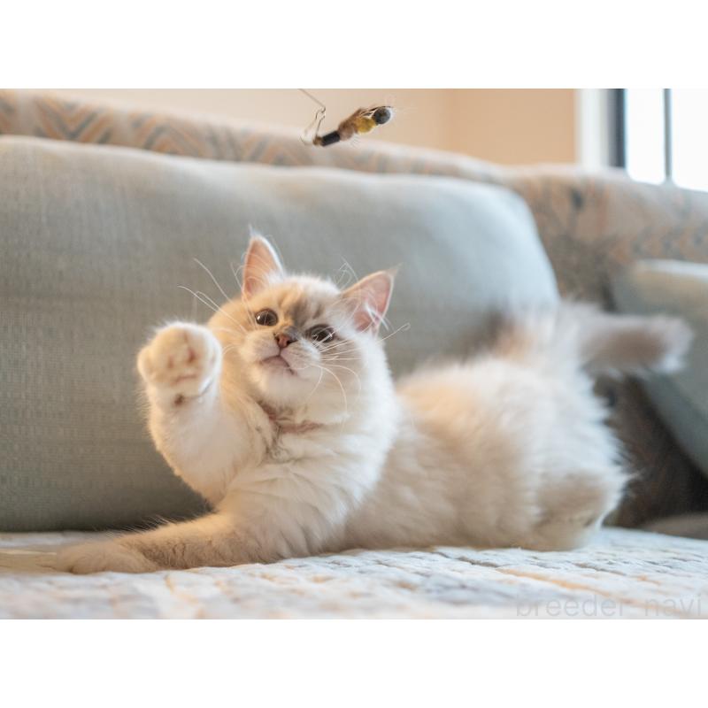 販売中の大阪府のサイベリアン-127593の2枚目