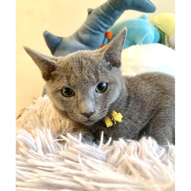 販売中の東京都のロシアンブルー-124534の20枚目