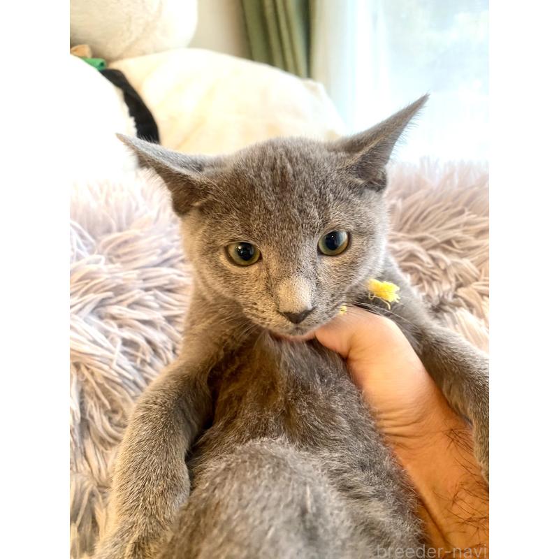 販売中の東京都のロシアンブルー-124534の19枚目