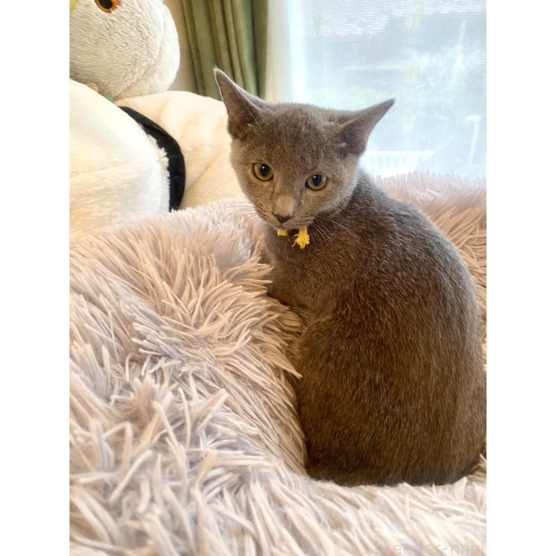 販売中の東京都のロシアンブルー-124534の18枚目