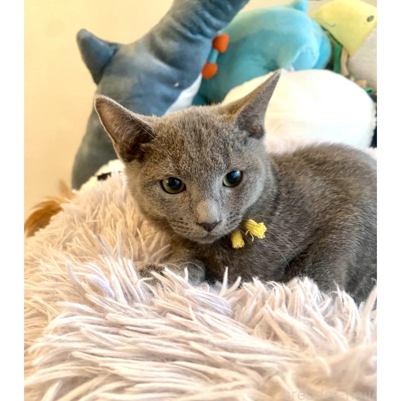 販売中の東京都のロシアンブルー-124534の17枚目