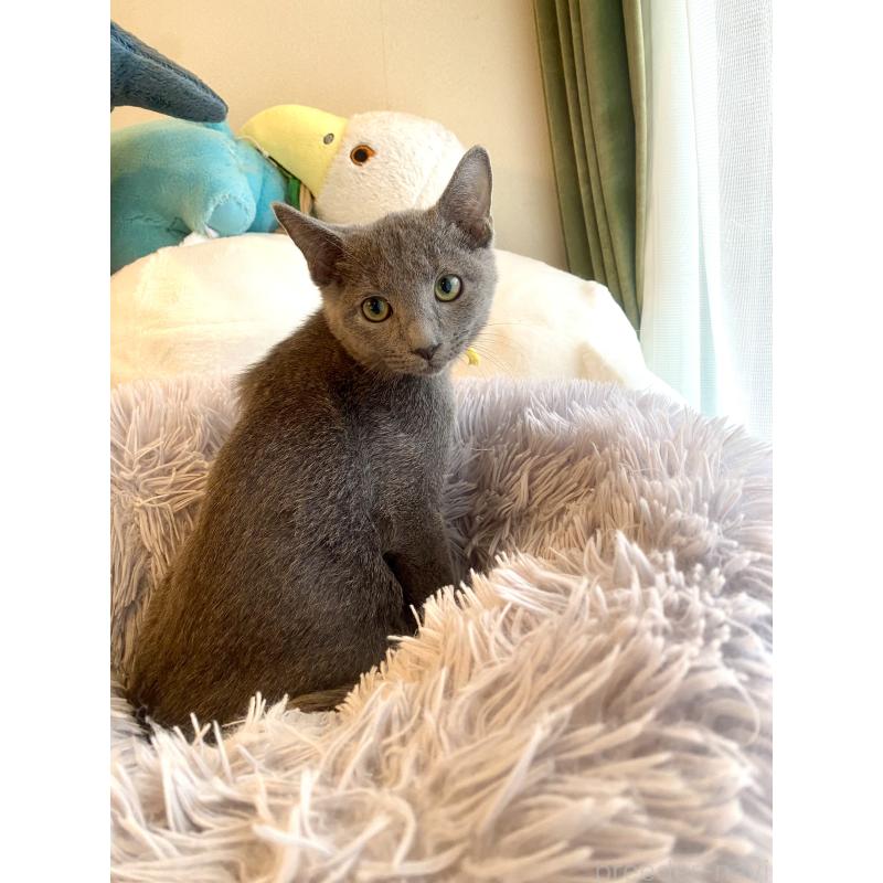 販売中の東京都のロシアンブルー-124534の16枚目