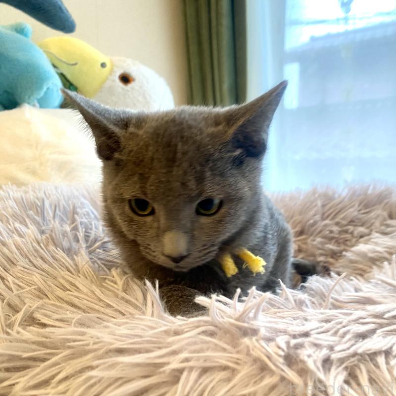 販売中の東京都のロシアンブルー-124534の15枚目