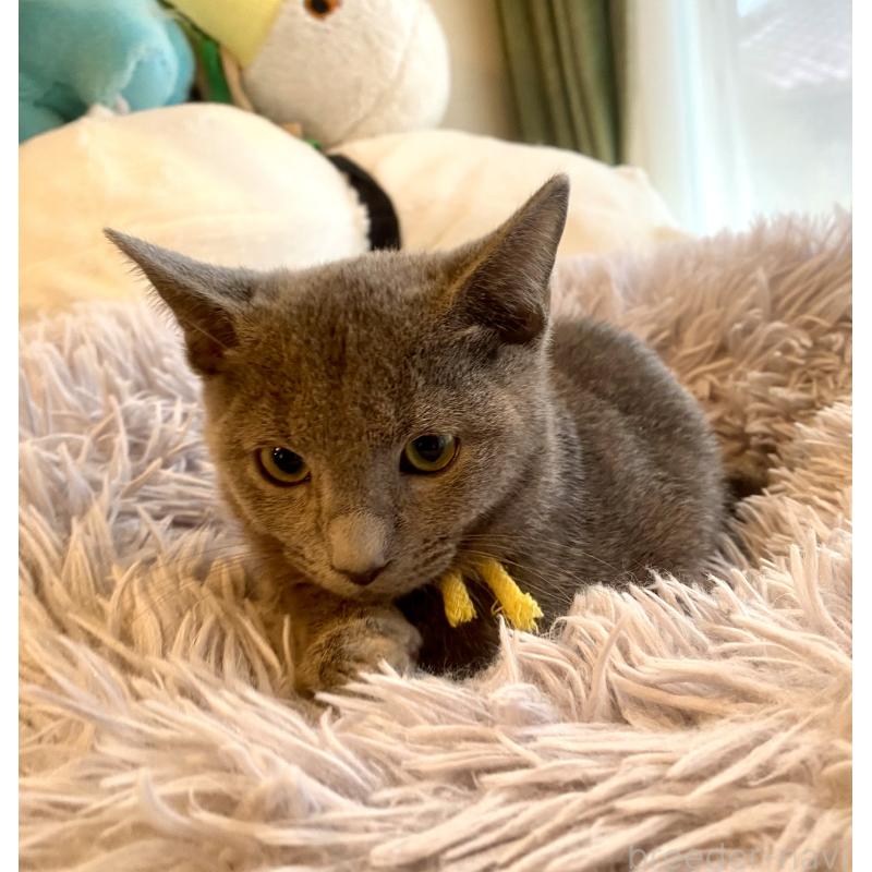 販売中の東京都のロシアンブルー-124534の14枚目