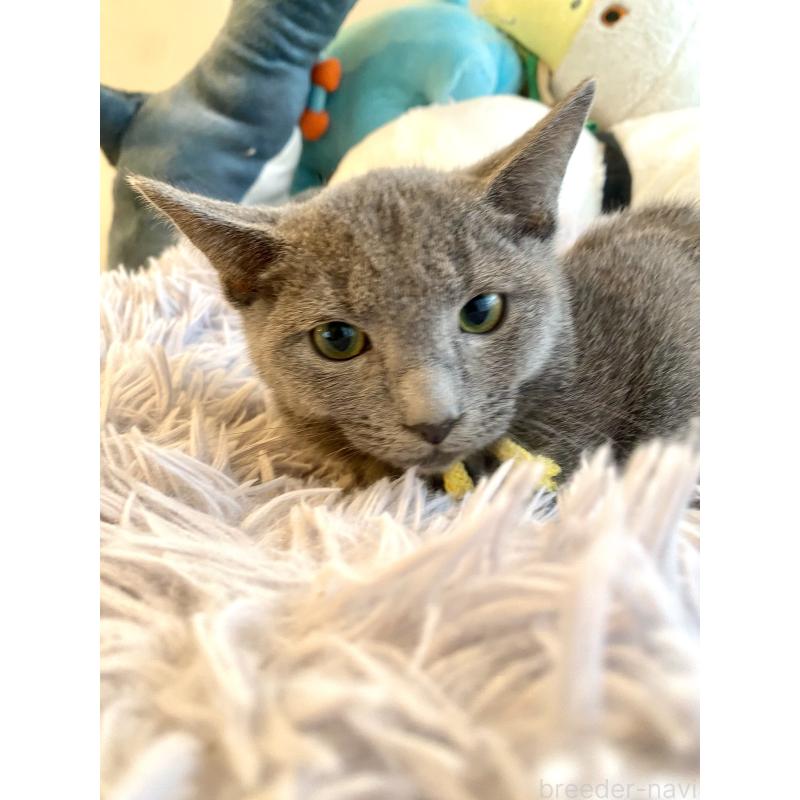 販売中の東京都のロシアンブルー-124534の13枚目